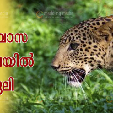 ജനവാസ മേഖലയില്‍ പുലി