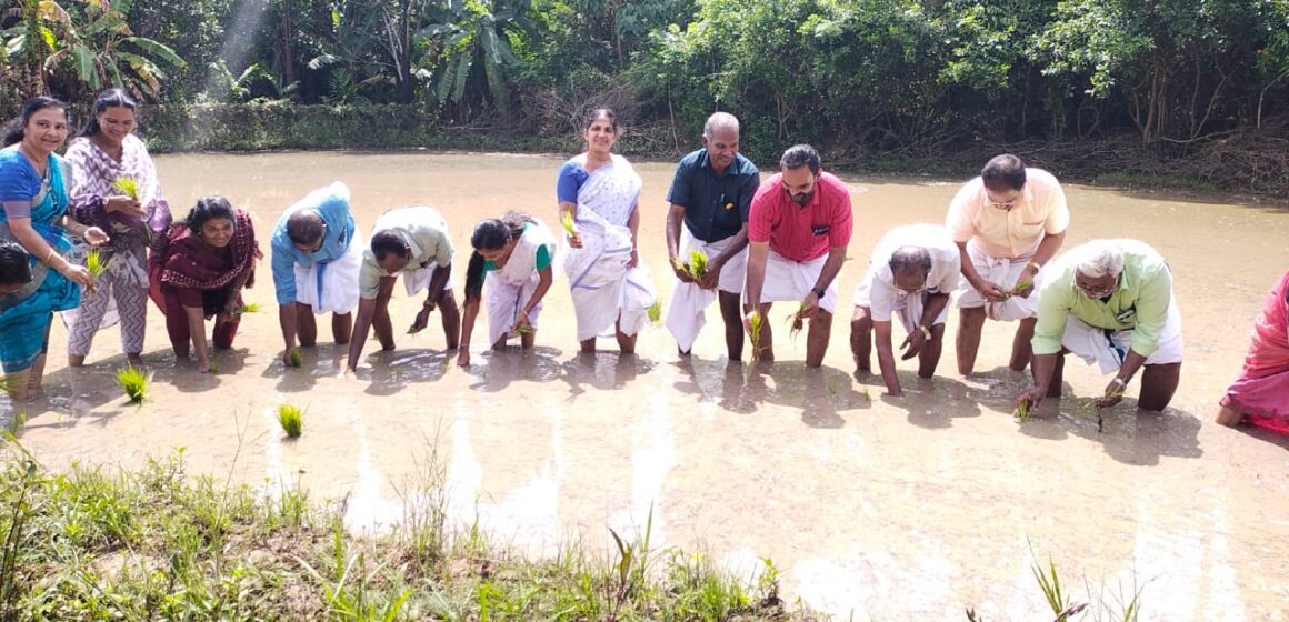 ആറാംതുരുത്ത് പാടശേഖരം കതിരണിയുന്നു