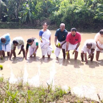 ആറാംതുരുത്ത് പാടശേഖരം കതിരണിയുന്നു
