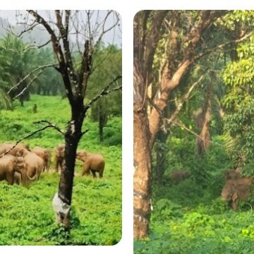 പകൽ സമയത്തും വന്യമൃഗങ്ങൾ : ഫോറസ്റ്റ് വകുപ്പിന് നിസംഗത