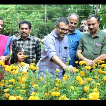 കണ്ണൂർ ജില്ലാ പഞ്ചായത്തിന്റെ ചെണ്ടുമല്ലി വിളവെടുപ്പ്