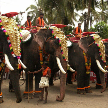 ആനകൾക്ക് വേണം ‘റസ്റ്റ്‌’
