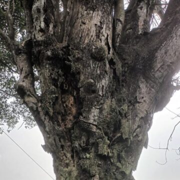 നെട്ടിനംപിള്ളിയിൽ ഉണങ്ങിയ ഭീമൻ പഞ്ഞിമരം യാത്രക്കാർക്ക് ഭീഷണി.