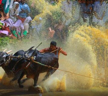 കാളപ്പൂട്ട് മത്സരം പാലത്തിങ്ങലേക്ക് മാറ്റി