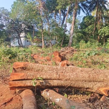 ഹോസ്പിറ്റലിന്‍റെ പേരിൽ അതിരപ്പള്ളിയിൽ മരം മുറി