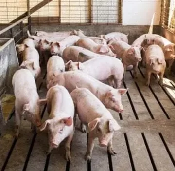 കോട്ടയത്ത് ആഫ്രിക്കൻ പന്നിപ്പനി