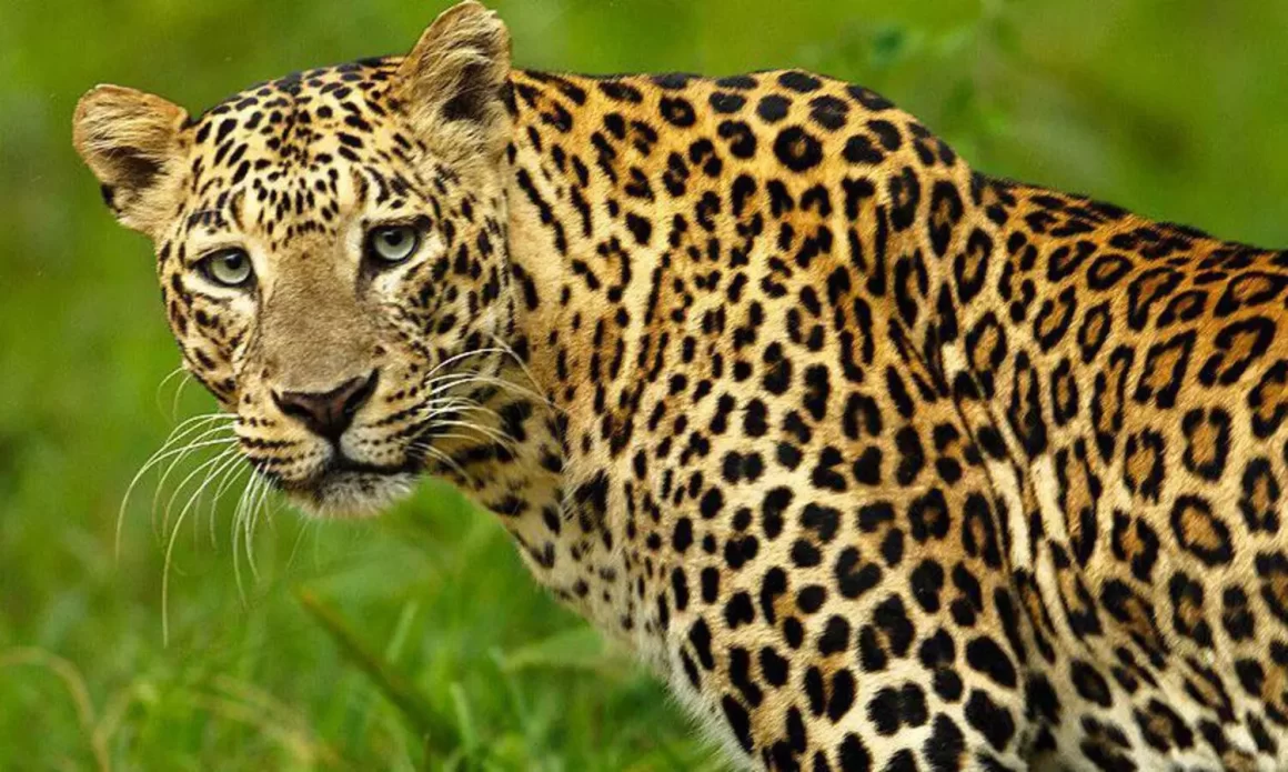 അങ്ങാടിപ്പുറത്തു വീണ്ടും പുലിയുടെ സാന്നിധ്യം