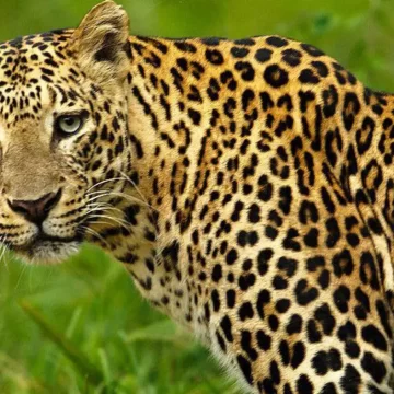 അങ്ങാടിപ്പുറത്തു വീണ്ടും പുലിയുടെ സാന്നിധ്യം