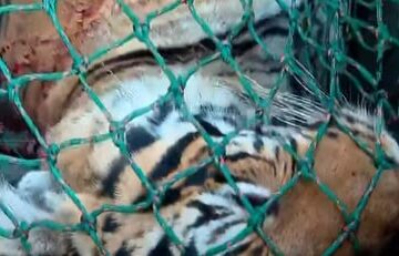 നരഭോജിയെ ചത്ത നിലയില്‍ കണ്ടെത്തി