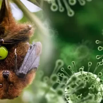 നിപ സമ്പര്‍ക്കപ്പട്ടികയില്‍ ആകെ 485 പേര്‍