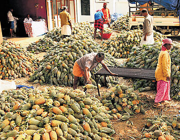 ഹൈക്കോടതി വിധിക്ക് പുല്ലുവില; സർക്കാർ സ്ഥലത്ത് പൈനാപ്പിൾ കൃഷി