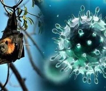 നിപ: 50 വീടുകളെ ഉൾപ്പെടുത്തി ക്ലസ്റ്ററുകൾ